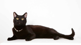 Illustration for article titled Adorable Adoptable Animals in Accessories Will Make Your Eyes Leak